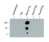 H3K4me1T6p | Histone H3 (monomethylated Lys4, p Thr6) in the group Antibodies Plant/Algal / DNA/RNA/Cell Cycle / Plant Epigenetics/DNA methylation at Agrisera AB (Antibodies for research) (AS16 3171)